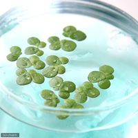 （浮草）ウキクサ（無農薬）（１５株） 【北海道・九州・沖縄・離島配送不可】【納品日指定必須】（直送品）