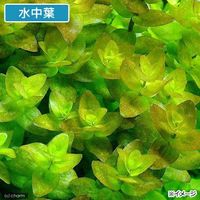 （水草）ウォーターバコパ（水上葉）（無農薬）（１０本） 【北海道・九州・沖縄・離島配送不可】【納品日指定必須】（直送品）