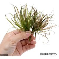 （水草）ブリクサ　ショートリーフ（無農薬）（2株分） 【北海道・九州・沖縄・離島配送不可】【納品日指定必須】（直送品）