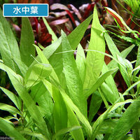 （水草）ニューラージリーフハイグロ（水上葉）（無農薬）（５本） 【北海道・九州・沖縄・離島配送不可】【納品日指定必須】（直送品）