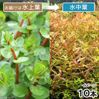 （水草）ロタラ　インディカ（水上葉）（無農薬）（10本） 【北海道・九州・沖縄・離島配送不可】【納品日指定必須】（直送品）
