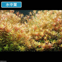 （水草）ロタラ　ロトンディフォリア（水上葉）（無農薬）（１０本） 【北海道・九州・沖縄・離島配送不可】【納品日指定必須】（直送品）