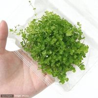 （水草）ラージパールグラス（水上葉）（無農薬）（1パック分） 【北海道・九州・沖縄・離島配送不可】【納品日指定必須】（直送品）