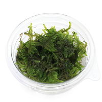 【水草】 ジャイアント南米ウィローモス（水中葉）（無農薬）（１カップ） 【北海道・九州・沖縄・離島配送不可】【納品日指定必須】（直送品）