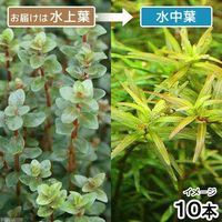 （水草）ロタラｓｐ．アンナミカ（水上葉）（無農薬）（１０本） 【北海道・九州・沖縄・離島配送不可】【納品日指定必須】（直送品）