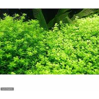 （水草）ラージパールグラス（無農薬）（５本） 【北海道・九州・沖縄・離島配送不可】【納品日指定必須】（直送品）