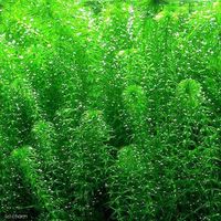 （水草）グレートモス（無農薬）（１０本） 【北海道・九州・沖縄・離島配送不可】【納品日指定必須】（直送品）