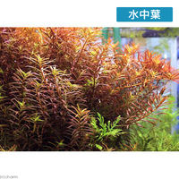 （水草）ロタラｓｐ．香港（水上葉）（無農薬）（１０本） 【北海道・九州・沖縄・離島配送不可】【納品日指定必須】（直送品）