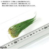 （水草）ヘアーグラス（水上葉）（無農薬）（１０束分） 【北海道・九州・沖縄・離島配送不可】【納品日指定必須】（直送品）