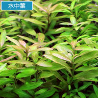 （水草）ハイグロフィラ　ポリスペルマ（水上葉）（無農薬）（１０本） 【北海道・九州・沖縄・離島配送不可】【納品日指定必須】（直送品）