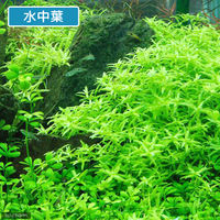 （水草）グリーンロタラ（水上葉）（無農薬）（１０本） 【北海道・九州・沖縄・離島配送不可】【納品日指定必須】（直送品）