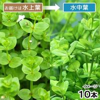 （水草）ドルマリアコルダータ（水上葉）（無農薬）（１０本） 【北海道・九州・沖縄・離島配送不可】【納品日指定必須】（直送品）