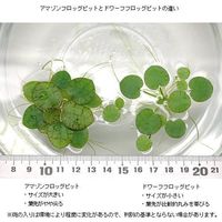 （浮草）ドワーフフロッグビット（無農薬）（５株） 【北海道・九州・沖縄・離島配送不可】【納品日指定必須】（直送品）