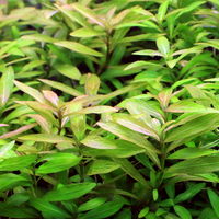 【水草】 ハイグロフィラ　ポリスペルマ（水中葉）（無農薬）（１０本） 【北海道・九州・沖縄・離島配送不可】【納品日指定必須】（直送品）