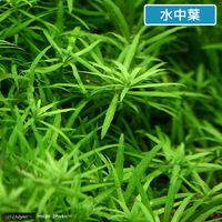 （水草）ベトナムゴマノハグサ（水上葉）（無農薬）（１０本） 【北海道・九州・沖縄・離島配送不可】【納品日指定必須】（直送品）