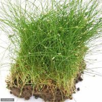 （水草）ヘアーグラス（３０ｃｍ水槽用）（水上葉） （１シート分５ｃｍ×５ｃｍ） 【北海道・九州・沖縄・離島配送不可】【納品日指定必須】（直送品）