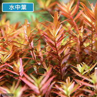 （水草）ロタラ　ロトンディフォリア　コロラタ（水上葉）（無農薬）（10本） 【北海道・九州・沖縄・離島配送不可】【納品日指定必須】（直送品）
