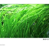 （水草）石菖藻　セキショウモ（無農薬）（３株） 【北海道・九州・沖縄・離島配送不可】【納品日指定必須】（直送品）