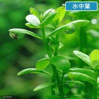 （水草）バコパ　モンニエリ（水上葉）（無農薬）（１０本） 【北海道・九州・沖縄・離島配送不可】【納品日指定必須】（直送品）