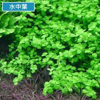 （水草）バコパ　オーストラリス（水上葉）（無農薬）（１０本） 【北海道・九州・沖縄・離島配送不可】【納品日指定必須】（直送品）