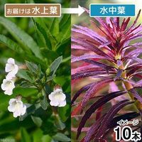 （水草）ニューオランダプラント（水上葉）（無農薬）（１０本） 【北海道・九州・沖縄・離島配送不可】【納品日指定必須】（直送品）