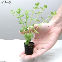 （水草）おまかせ水草ミニポット　５ポットセット（水上葉）（無農薬） 【北海道・九州・沖縄・離島配送不可】【納品日指定必須】（直送品）