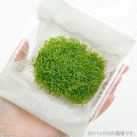 （水草）リシア（無農薬）（１パック分） 【北海道・九州・沖縄・離島配送不可】【納品日指定必須】（直送品）