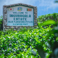 VALUE JAPAN 業務用セイロンティ BOP 茶葉 500g KANDY産 シングルオリジンティ 6300077006 1袋（直送品）