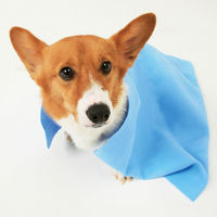 超吸水ペット用タオル Lサイズ 1枚 アイリスオーヤマ