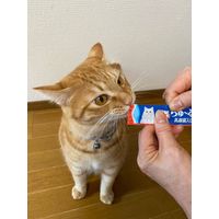 いなば CIAO チャオ ちゅーる キャットフード 猫 乳酸菌入り かつお 国産（14g×4本）6袋 ちゅ～る おやつ