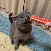 （バラエティパック）いなば CIAO チャオ ちゅーる 猫 まぐろバラエティ 国産（14g×40本）1袋 ちゅ～る チュール キャットフード おやつ