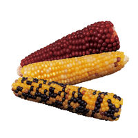 小動物のかじっておいしい ミニコーン 小動物 200g 6袋 ドギーマン