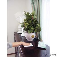 フィトンα クリーナーシート 25枚入 1セット（2個） タジマヤ