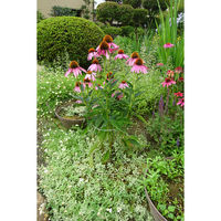 小林金物 フラワーガード5ヶセット 404-1 1セット