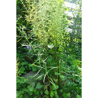 小林金物 花支柱 ベル 2個組 直径15-高60cm 171 1セット