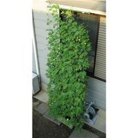 第一ビニール 緑のカーテン 5m吊下げ 4968438013015（直送品）