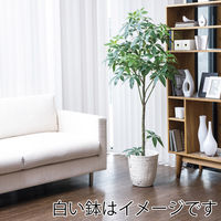 アスカ商会 asca 造花 ポット付 パキラポット 幅700×高さ1500mm A-50947 051A 1セット(1本)（直送品）