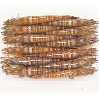 山口秋穂産 冷凍活き締め車えび300g ARE-300g-K（直送品）