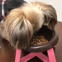 トーラス 酵素サプリメント 腰・関節・骨密度 国産 30g 1個 犬 猫