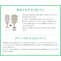 アートクリエイション エアープランツW(ポリ製) 幅190×奥行190×高さ540mm 647K50-71 1個（直送品）