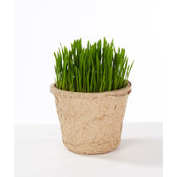 グリーンラボ（GREENlobo）ペットグラス 犬と猫が好きな草 栽培セット 2個 猫草 エイムクリエイツ