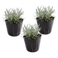 リーフ （観葉植物）りんご箱ガーデン　ラベンダー栽培セット　無塗装　麻袋・軽石砂・培養土付き 229310（直送品）