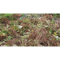 【園芸用品】 アイリスオーヤマ 速効除草剤 2L SJS-2LR 1個