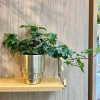 杉田エース CLOVERアルミプランター ゴールド Φ16.5 CXU955746 1セット(3個)（直送品）