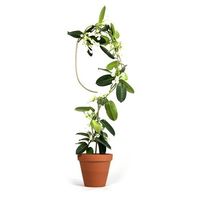 杉田エース Botanopia植物用くい ゴールデン アーチ CYB694536 1セット(3枚)（直送品）