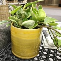 杉田エース D&M depotCURVE オーキッドポット D25 イエロー CWJ955729 1個（直送品）