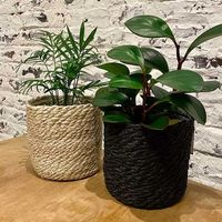 杉田エース NORDALロープポット ブラック Φ14 CXF955970 1セット(3個)（直送品）