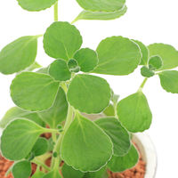 チャーム （観葉植物）アロマティカス　陶器鉢植え　フレグランドラウンドポットＸＳ（１鉢）　受け皿付き 345782（直送品）