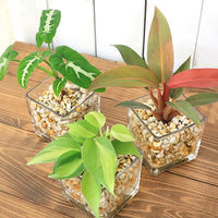 チャーム （観葉植物）品種おまかせハイドロカルチャー　６φサイズ　ゼオライト植え（１個） 345843（直送品）