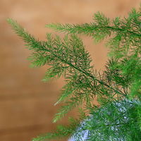 チャーム （観葉植物）アスパラ　和風陶器鉢植え　鉢色おまかせ（１鉢）　受皿付　山苔　白石 346677（直送品）